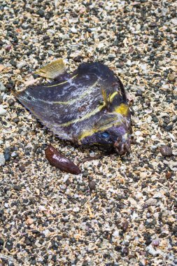 Sahilde ölü balık. 