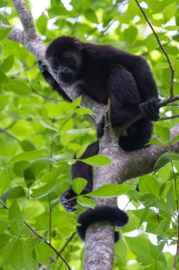 Kosta Rika 'daki Howler Maymunu