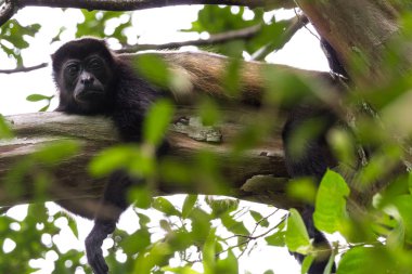 Kosta Rika 'daki Howler Maymunu