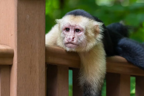 White-headed capuchin - Cebus capucinus — Stock Photo, Image