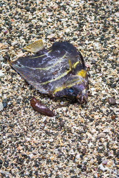 Sahilde ölü balık. 