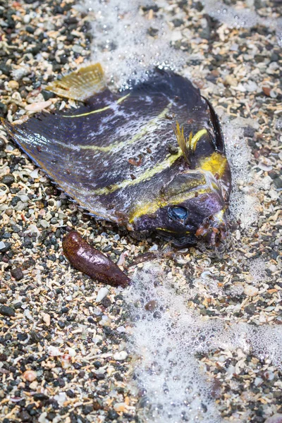 Sahilde ölü balık. 