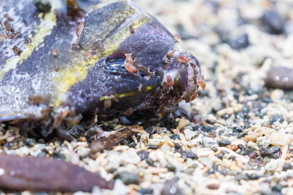 Peixe morto na praia — Fotografia de Stock