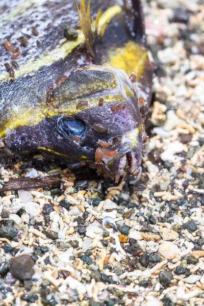 Мертва риба на пляжі — стокове фото