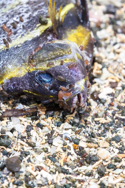 Peixe morto na praia — Fotografia de Stock