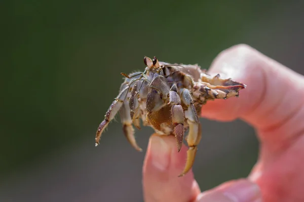 Einen Einsiedlerkrebs in der Hand — Stockfoto