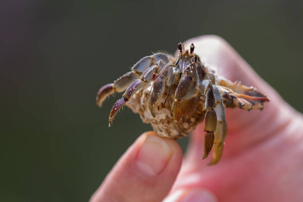 Держать краба-отшельника
 
