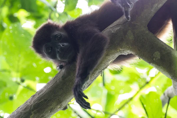 Mono aullador en Costa Rica — Foto de Stock