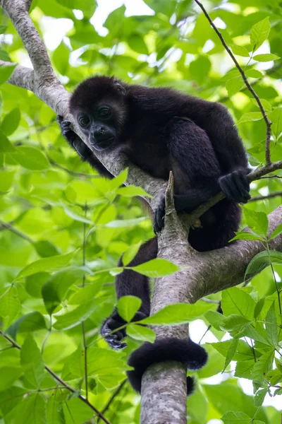 Wycie małpa w Kostaryka — Zdjęcie stockowe