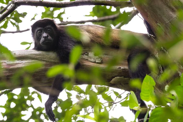 Ululatore scimmia in costa rica — Foto Stock