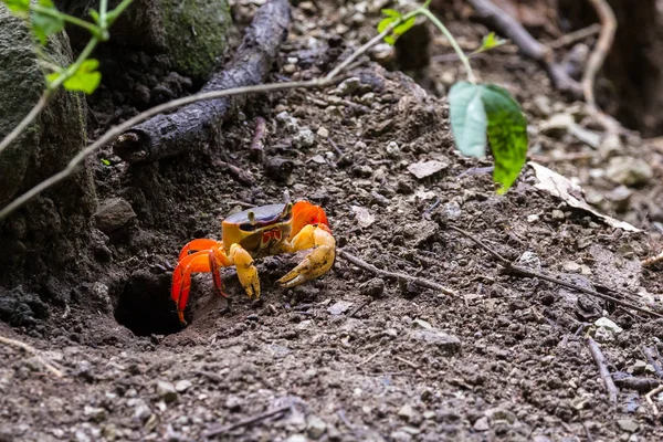 熱帯林のカニ — ストック写真