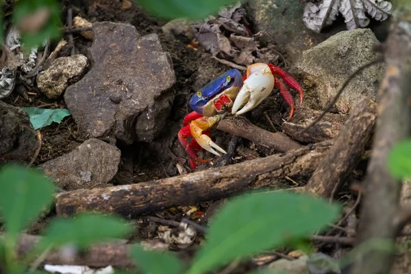 Caranguejos da floresta tropical — Fotografia de Stock