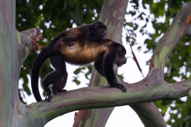 Bebek uluyan maymun annesi ile