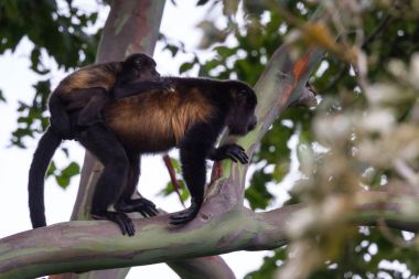 Bebek uluyan maymun annesi ile