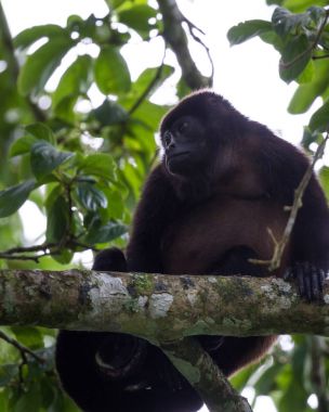 kadın uluyan maymun