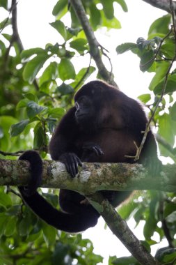 kadın uluyan maymun