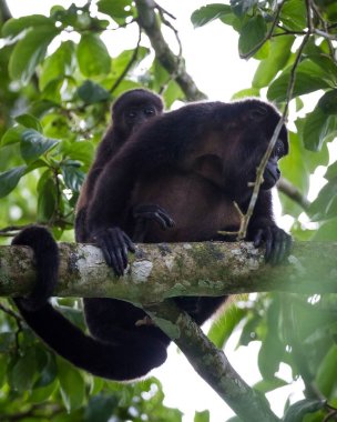 Bebek uluyan maymun annesi ile