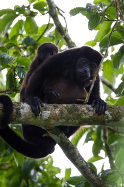 Bebek uluyan maymun annesi ile