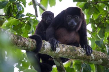 baby howler monkey with his mother clipart