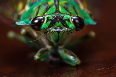 cicada - Neotibicen linnei