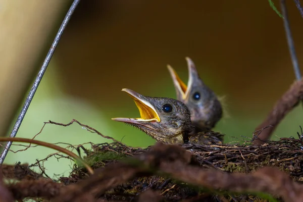 Baby yiguirro - Tonfarbener Drossel — Stockfoto