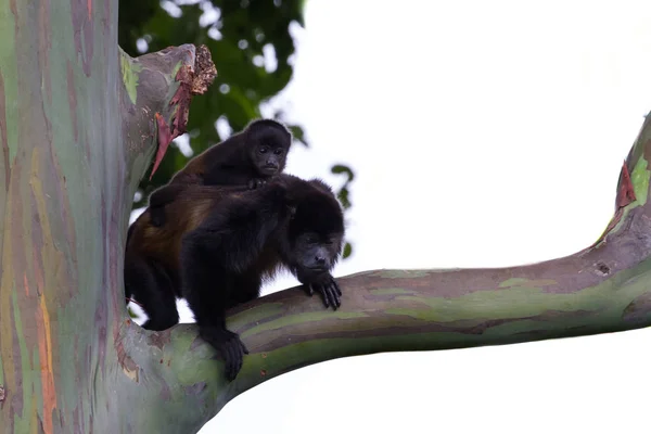 Bebé aullador mono con su madre —  Fotos de Stock