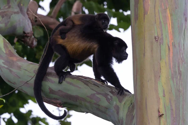 Bebé aullador mono con su madre —  Fotos de Stock