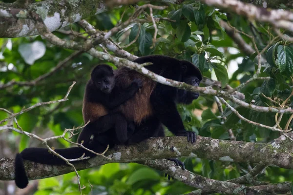 Baby brulaap aap met zijn moeder — Stockfoto