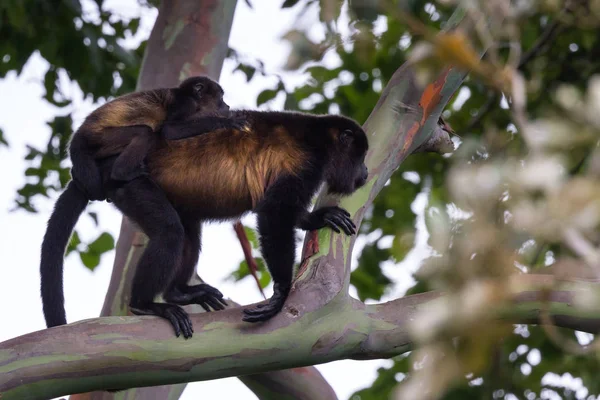 Bebek uluyan maymun annesi ile
