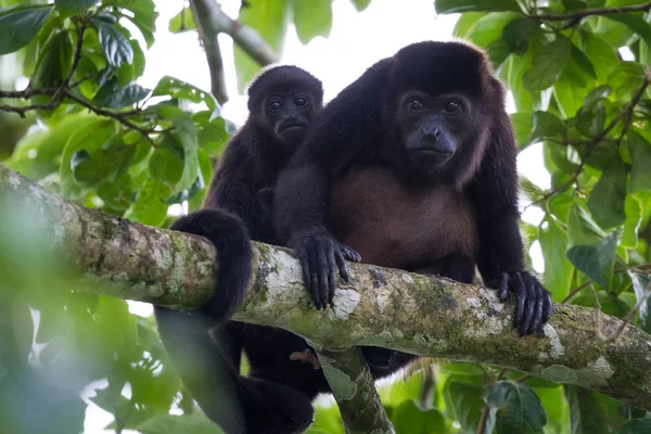 Bebé aullador mono con su madre — Foto de Stock