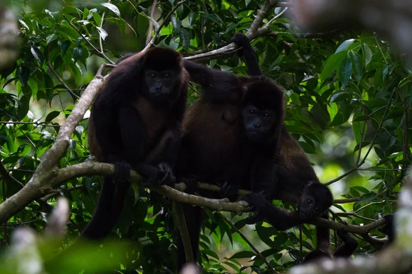 Monkeys Howler w dżungli — Zdjęcie stockowe