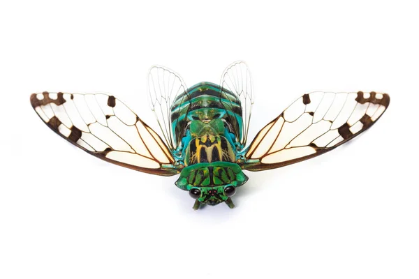 Cicada - Neotibicen linnei — Stock Fotó