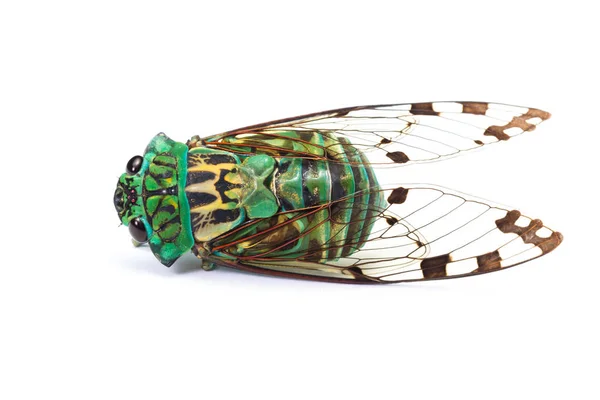 Cicada - Neotibicen linnei — Φωτογραφία Αρχείου