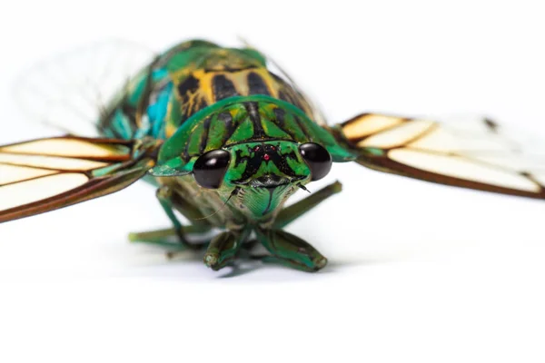 Zikaden - neotibicen linnei — Stockfoto