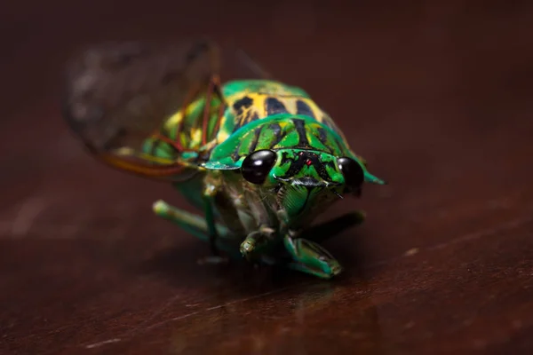 Cicada - Neotibicen linnei — Stockfoto