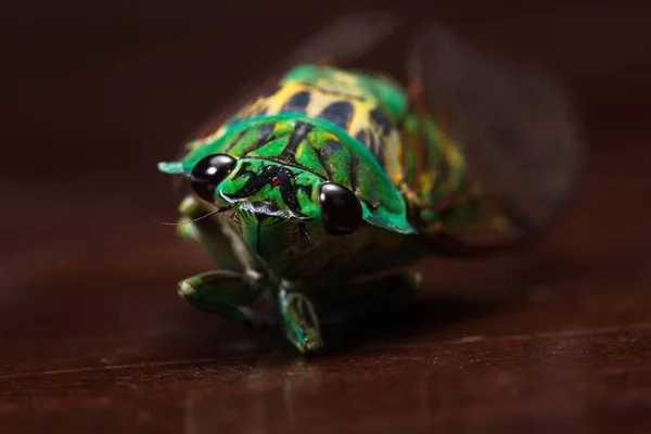 Cicada - Neotibicen linnei — Stock fotografie
