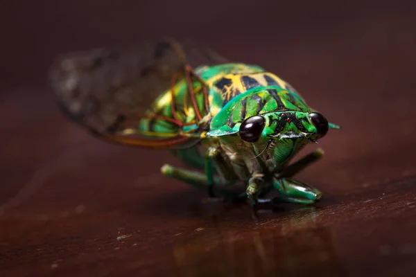 Cicada - Neotibicen linnei — стоковое фото