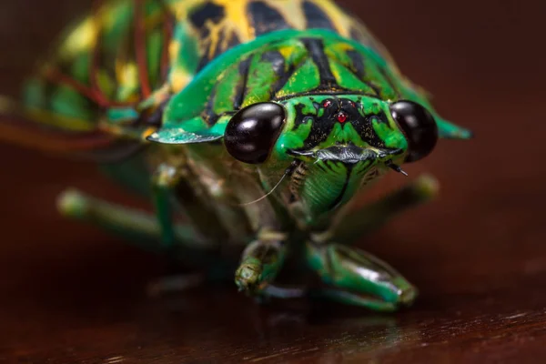 Cigarra - Neotibicen linnei — Foto de Stock