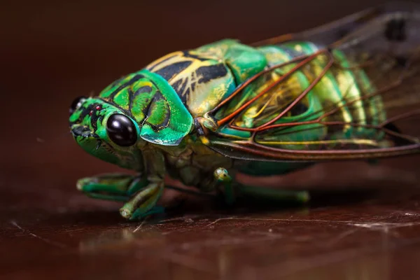 Zikaden - neotibicen linnei — Stockfoto