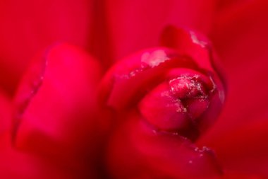 Alpinia purpurata - kırmızı zencefil