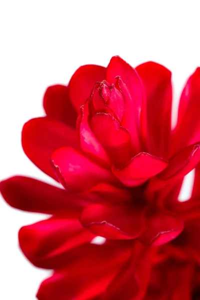 Alpinia purpurata - gengibre vermelho — Fotografia de Stock