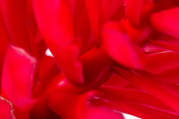 益智仁 purpurata-红姜 — 图库照片
