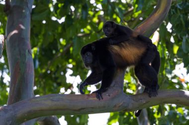 Uluyan maymunlar Kosta Rika