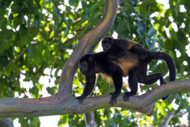 Uluyan maymunlar Kosta Rika