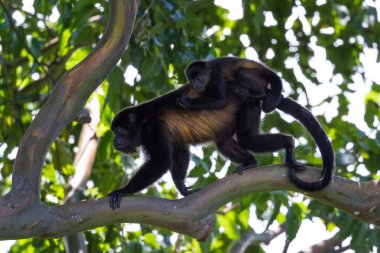 Uluyan maymunlar Kosta Rika