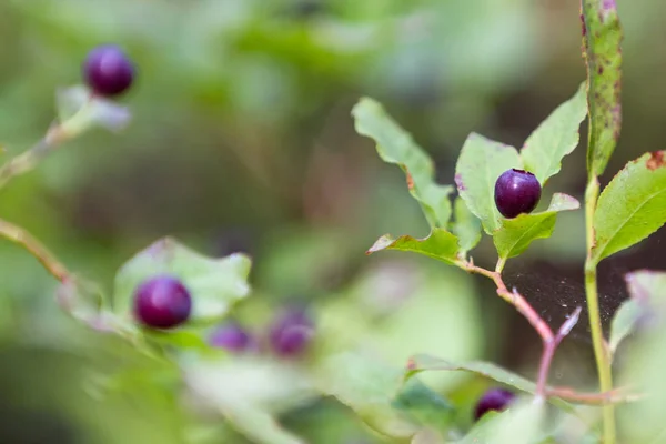Huckleberry seizoen in Oregon — Stockfoto