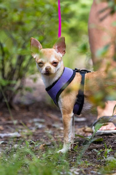 Chihuahua en el bosque — Foto de Stock