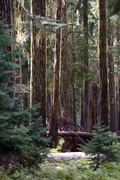 Lesie, Oregon — Zdjęcie stockowe