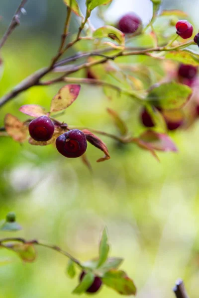 Huckleberry seizoen in Oregon — Stockfoto