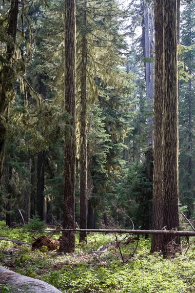 Lesie, Oregon — Zdjęcie stockowe